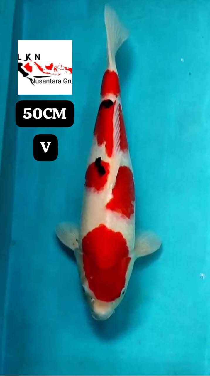 KORBAN BID N RUN MARUTEN SHANKE ORIGINAL JUMBO IKAN TITIPAN LOKASI BLITAR 50cm