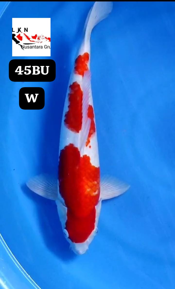 KOHAKU ORIGINAL JUMBO IKAN TITIPAN LOKASI BLITAR 45BU 44cm