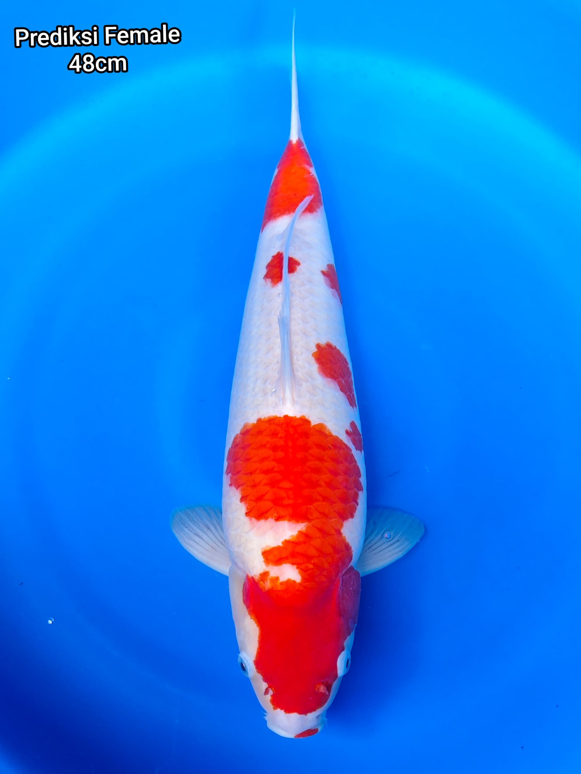 KOHAKU BLOODLINE AKF 48cm