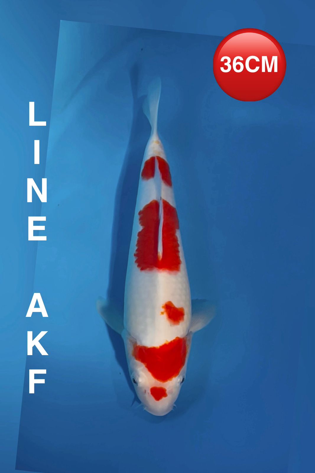 KOHAKU LINE AKF 36cm