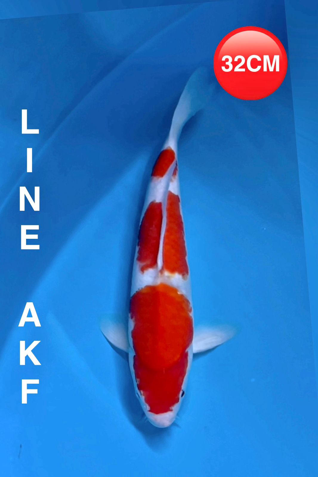 KOHAKU LINE AKF 32cm