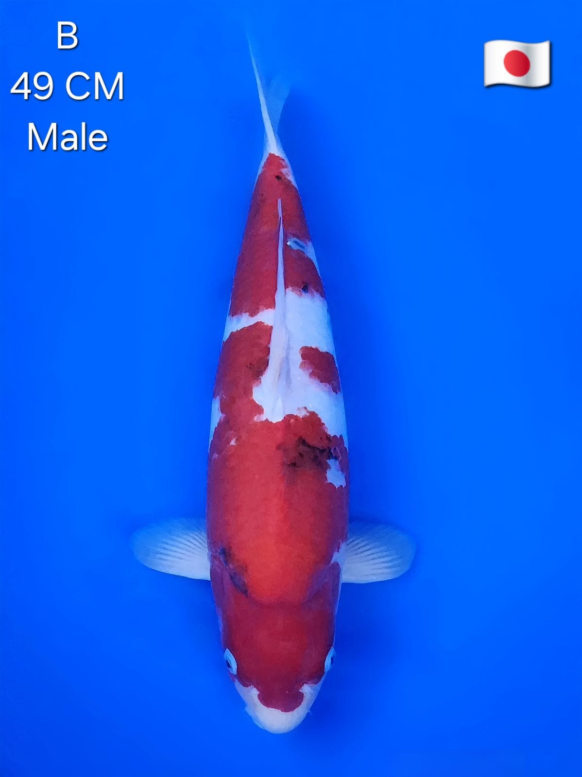 TAISHO SANKE OOYA KOI FARM VERY HIGH QUALITY MALE 49cm