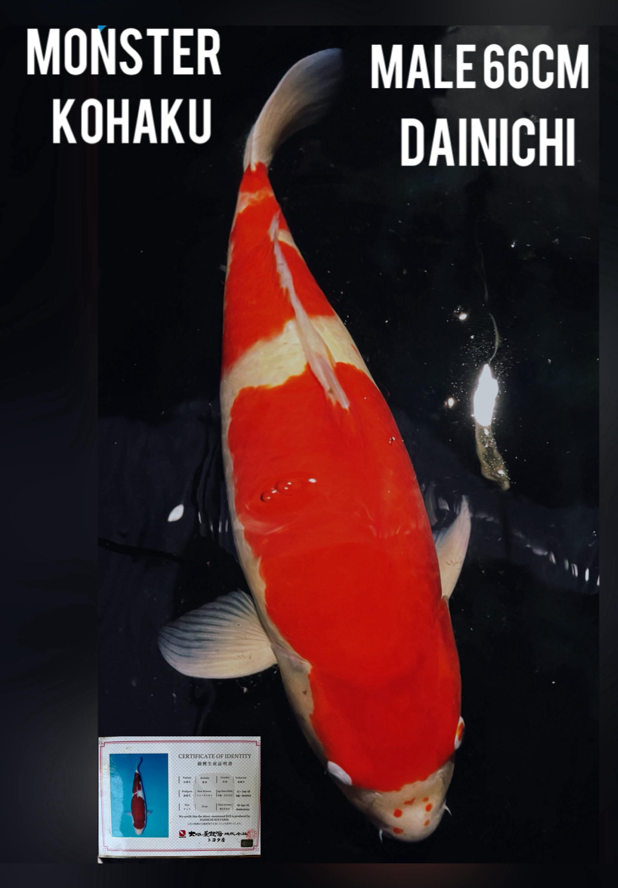 MONSTER KOHAKU DAINICHI JAPAN ORIGINAL KEPALA KOTAK LEBAR SIRIP LEBAR CALON IKAN MONSTER KOLAM 66cm