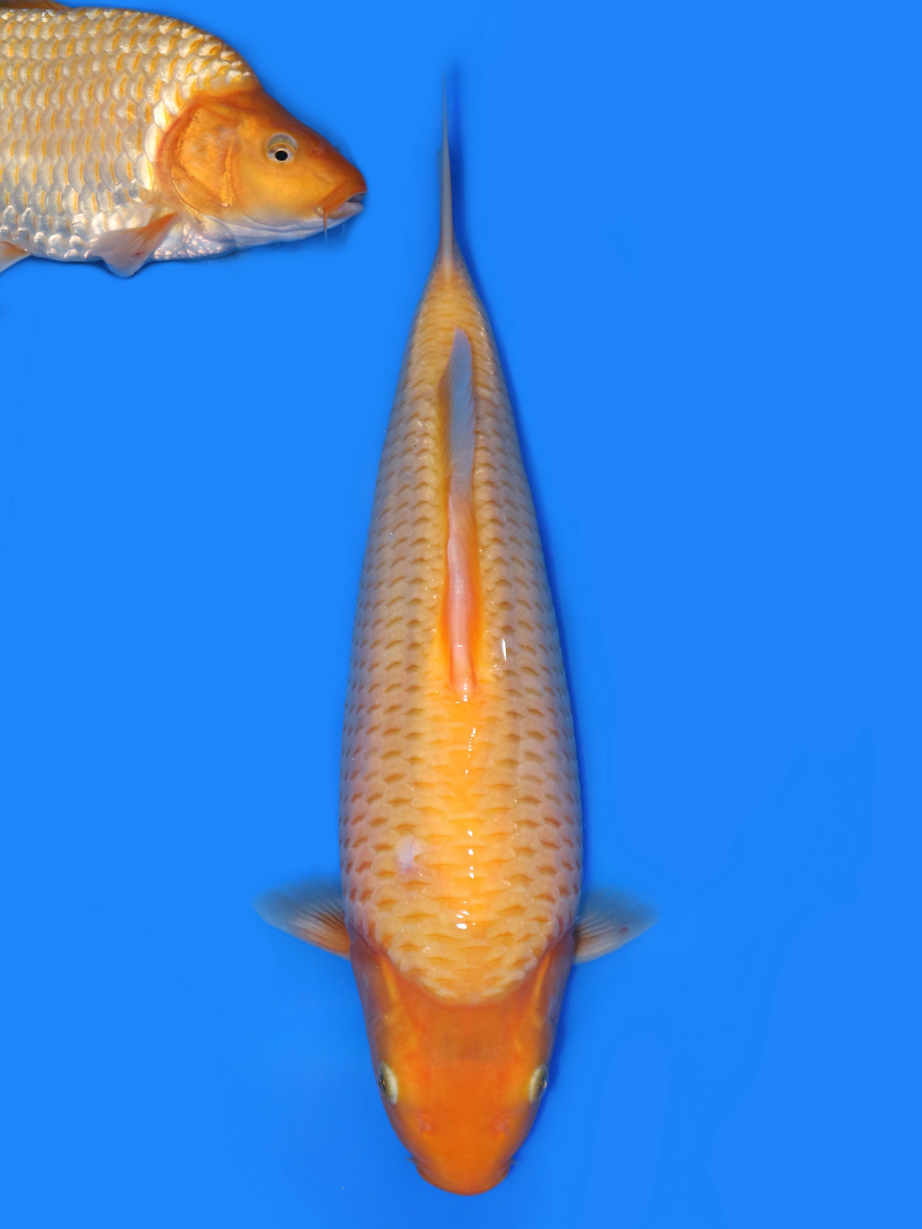 KARASI CORN PUNUK OVER BABY FACE 33cm