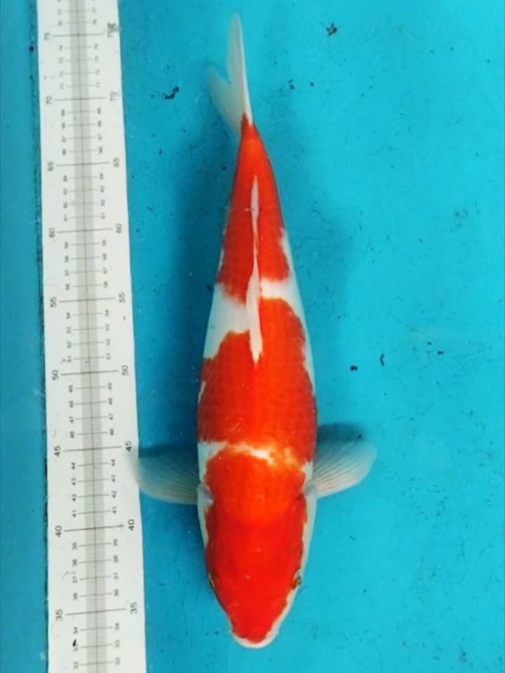 KOHAKU 40cm