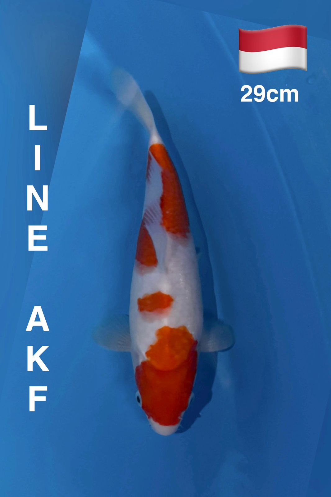 KOHAKU LINE AKF 29cm