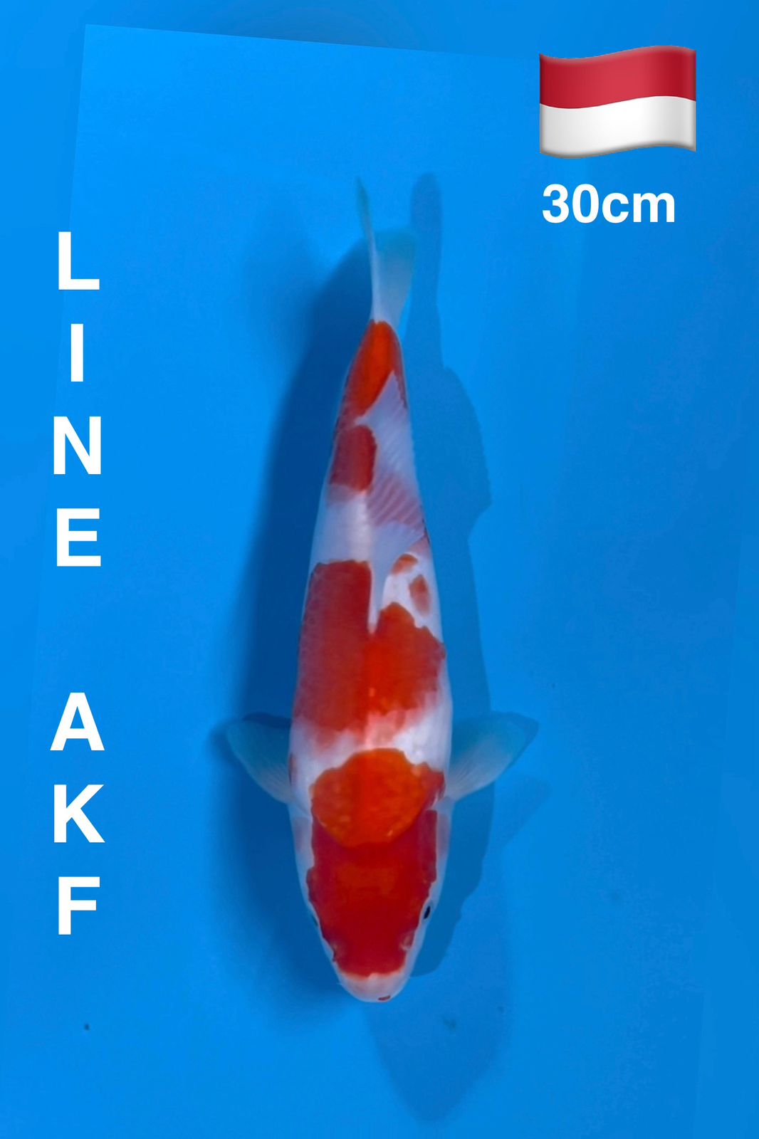 KOHAKU LINE AKF 30cm