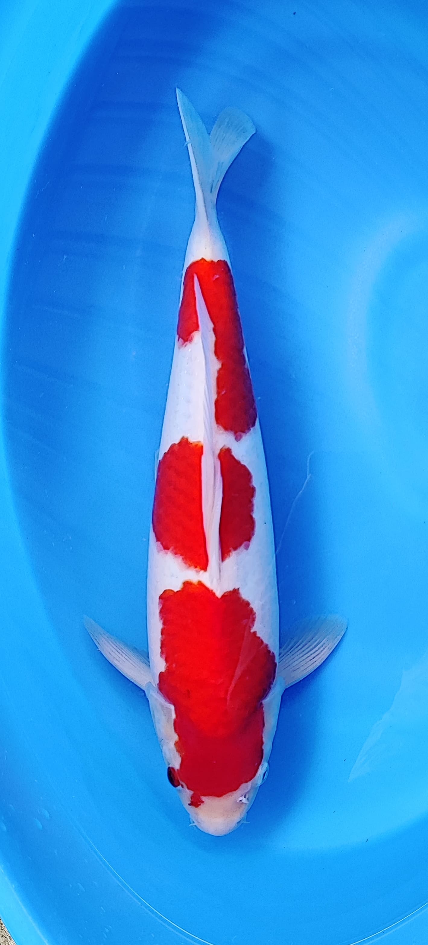 ORIGINAL KOHAKU 3 STEP HIGH QUALITY 37cm