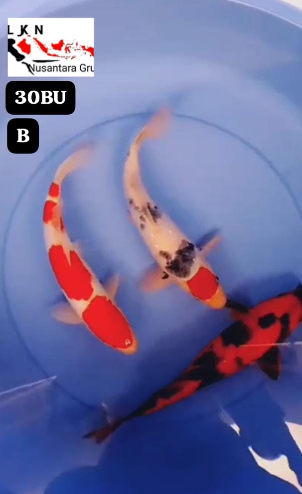 PKT 3 EKOR TC SHANKE KOHAKU HIUTSURI CALON JOS LOKASI IKAN DI BOJONEGORO 30BU 29cm