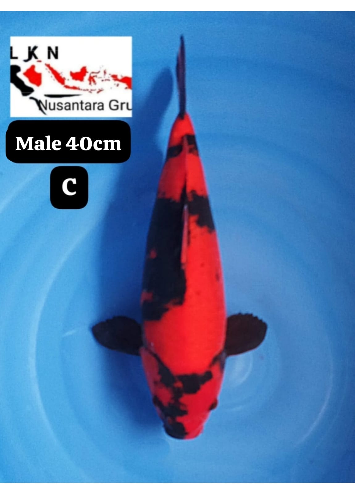 KORBAN BID N RUN SUPER HIUTSURI SQ READY SHOW ORIGINAL ISTIMEWA IKAN TITIPAN DARI KARAWANG 40cm