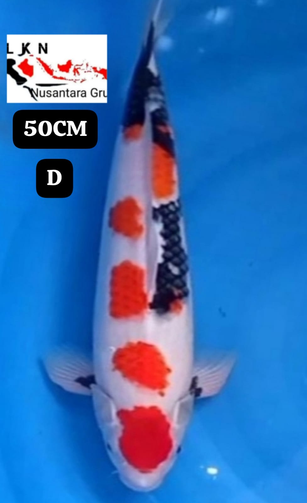 SHOWA MOTOGURO ORIGINAL JUMBO IKAN TITIPAN DARI KARAWANG 50BU 49cm