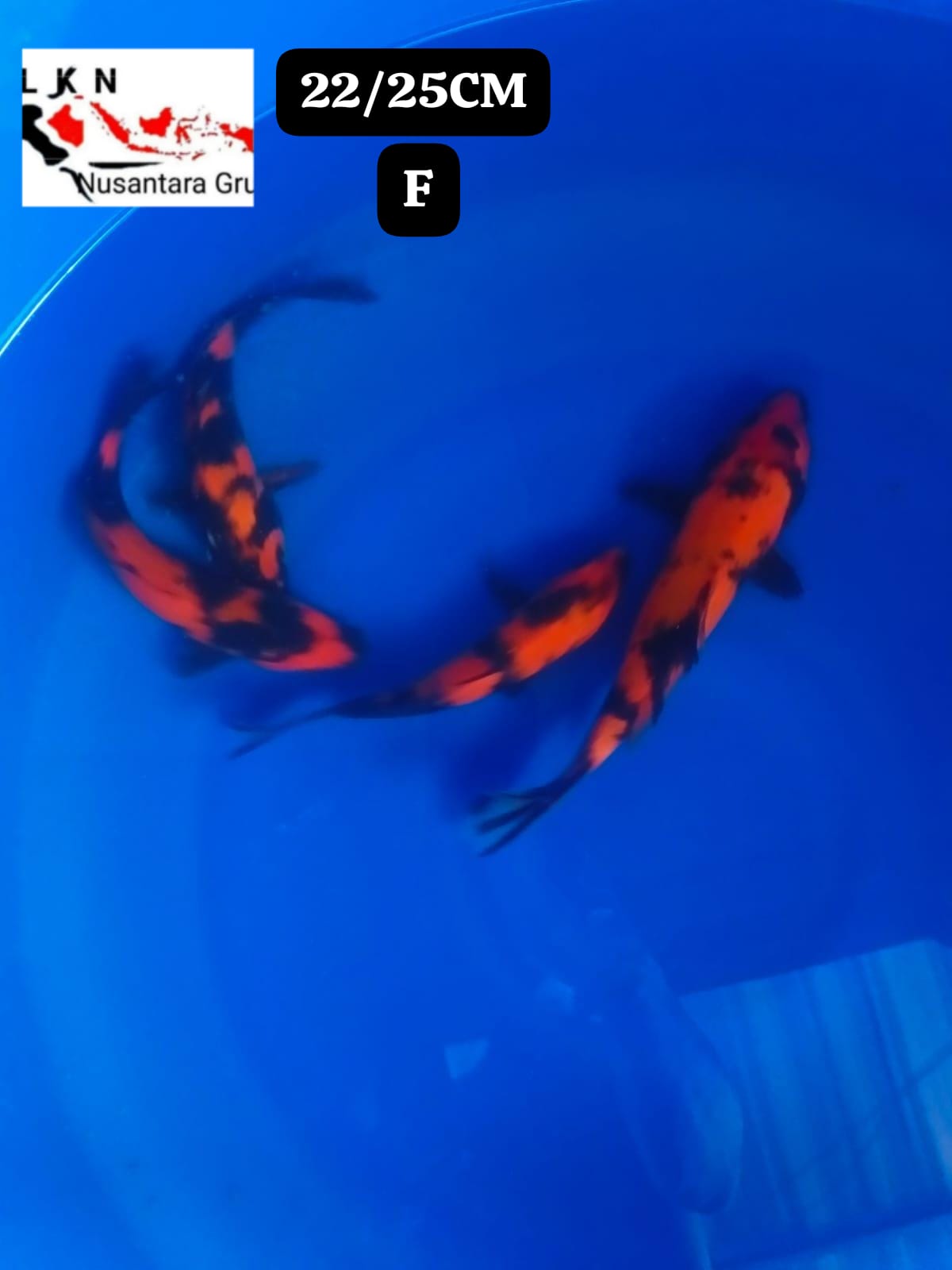 PKT 4 EKOR HIUTSURI CALON CALON JOS IKAN LOKASI DI BOJONEGORO 2225cm