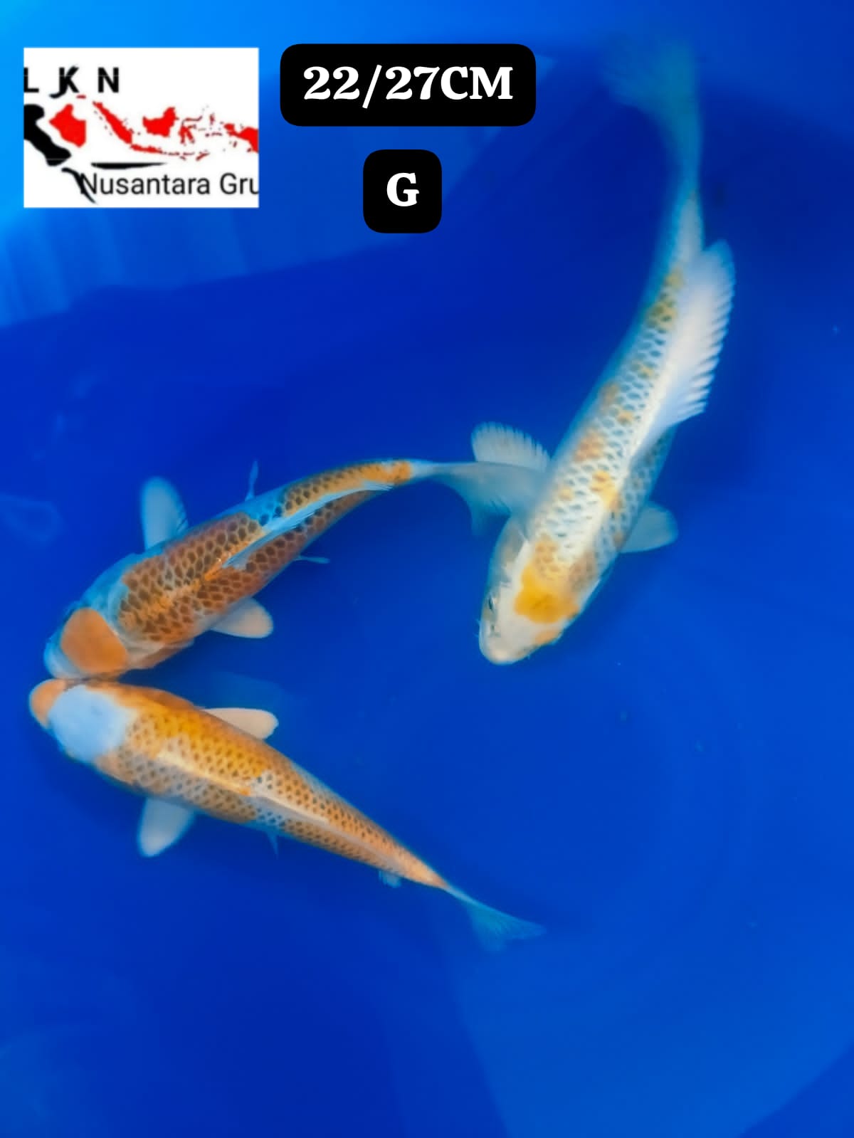 PKT 3 EKOR KUJAKU HIKARI IKAN KOLEKSINYA PARA SULTAN CALON BAKAT JUMBO LOKASI IKAN DI BOJONEGORO 2227cm