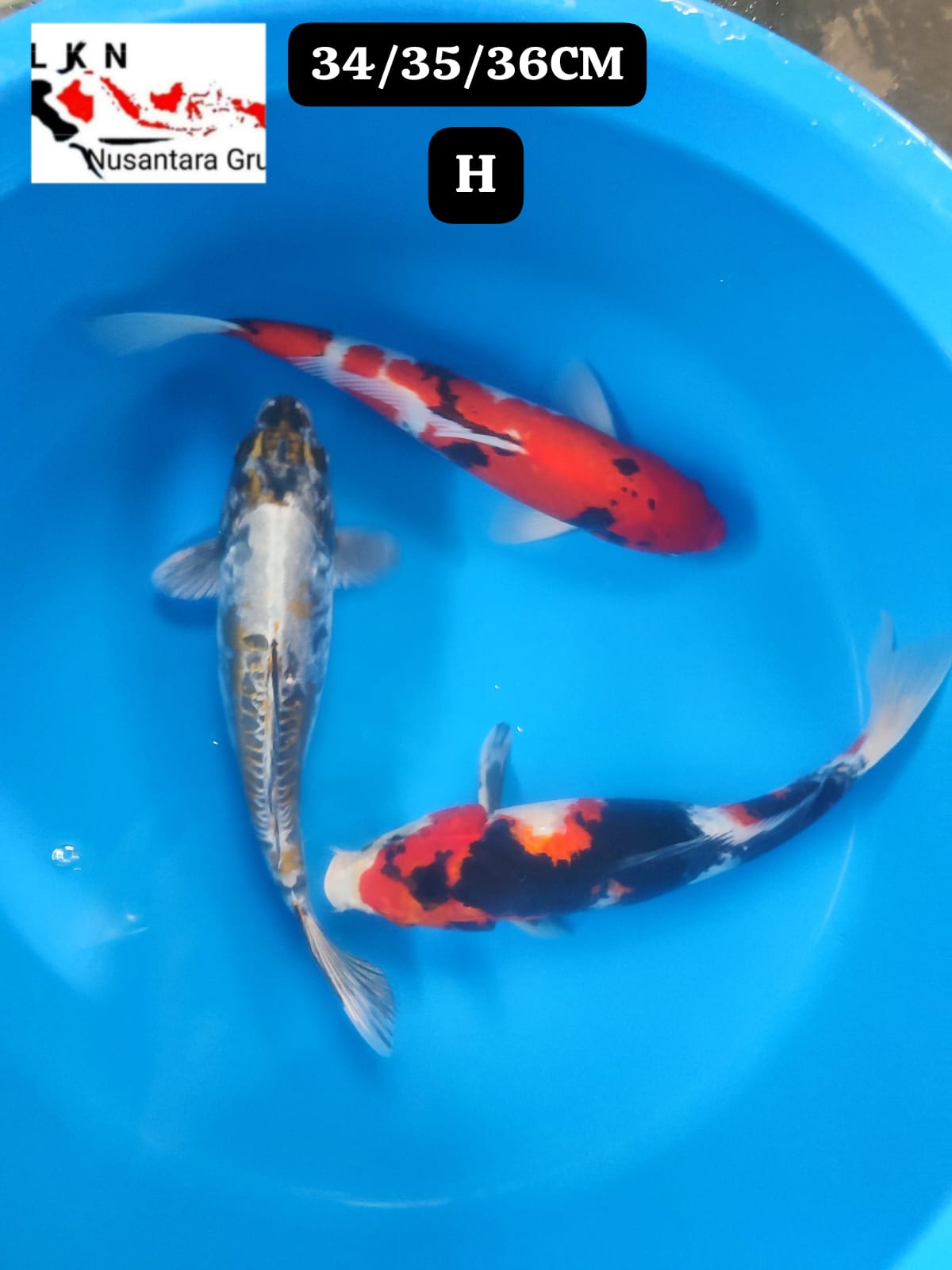 PKT 3 EKOR MIX CALON BAKAT JUMBO IKAN TITIPAN LOKASI BLITAR 343536cm