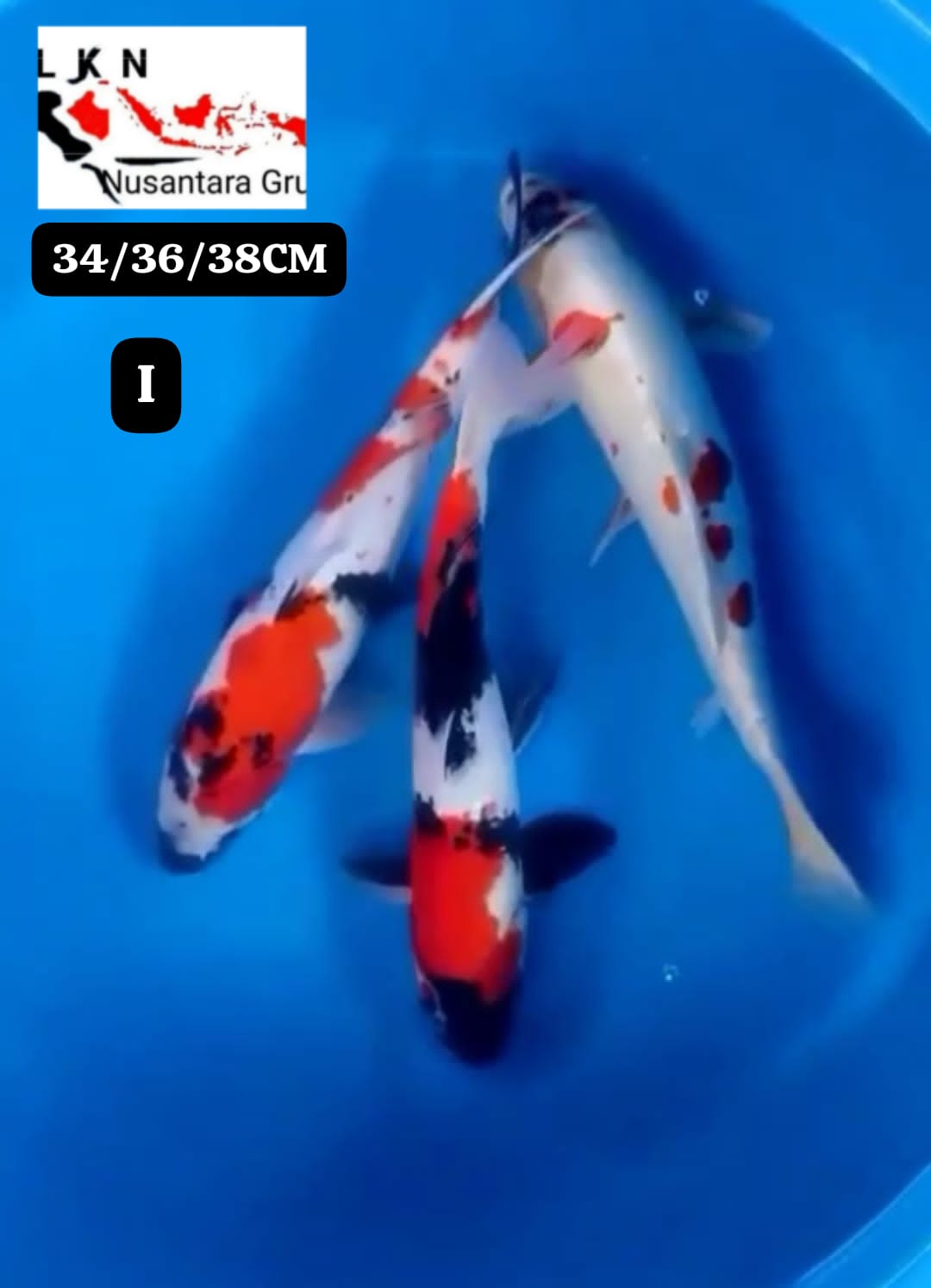 PKT 3 EKOR MIX SHOWA CALON BAKAT JUMBO IKAN TITIPAN DI LOKASI BLITAR 343638cm