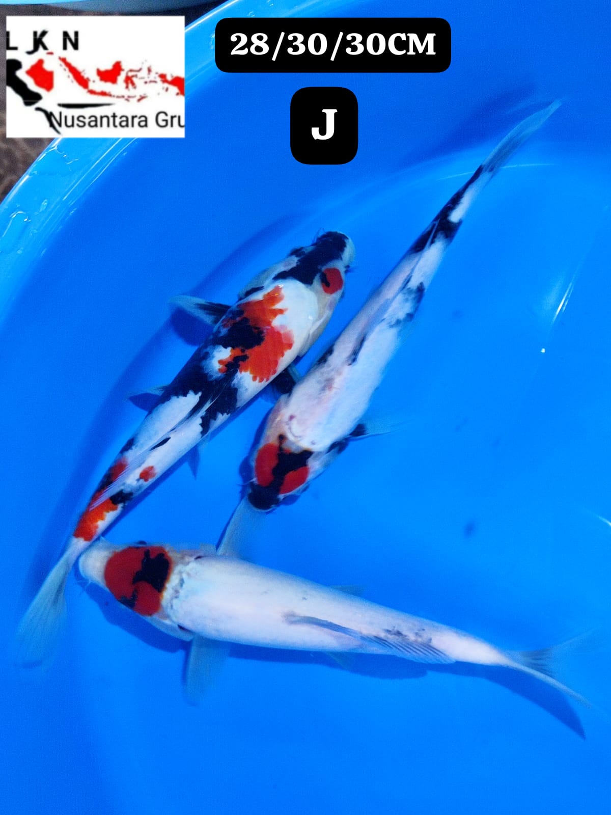 PKT 3 EKOR MIX TC SHOWA SHOWA IKAN TITIPAN LOKASI BLITAR 2830cm