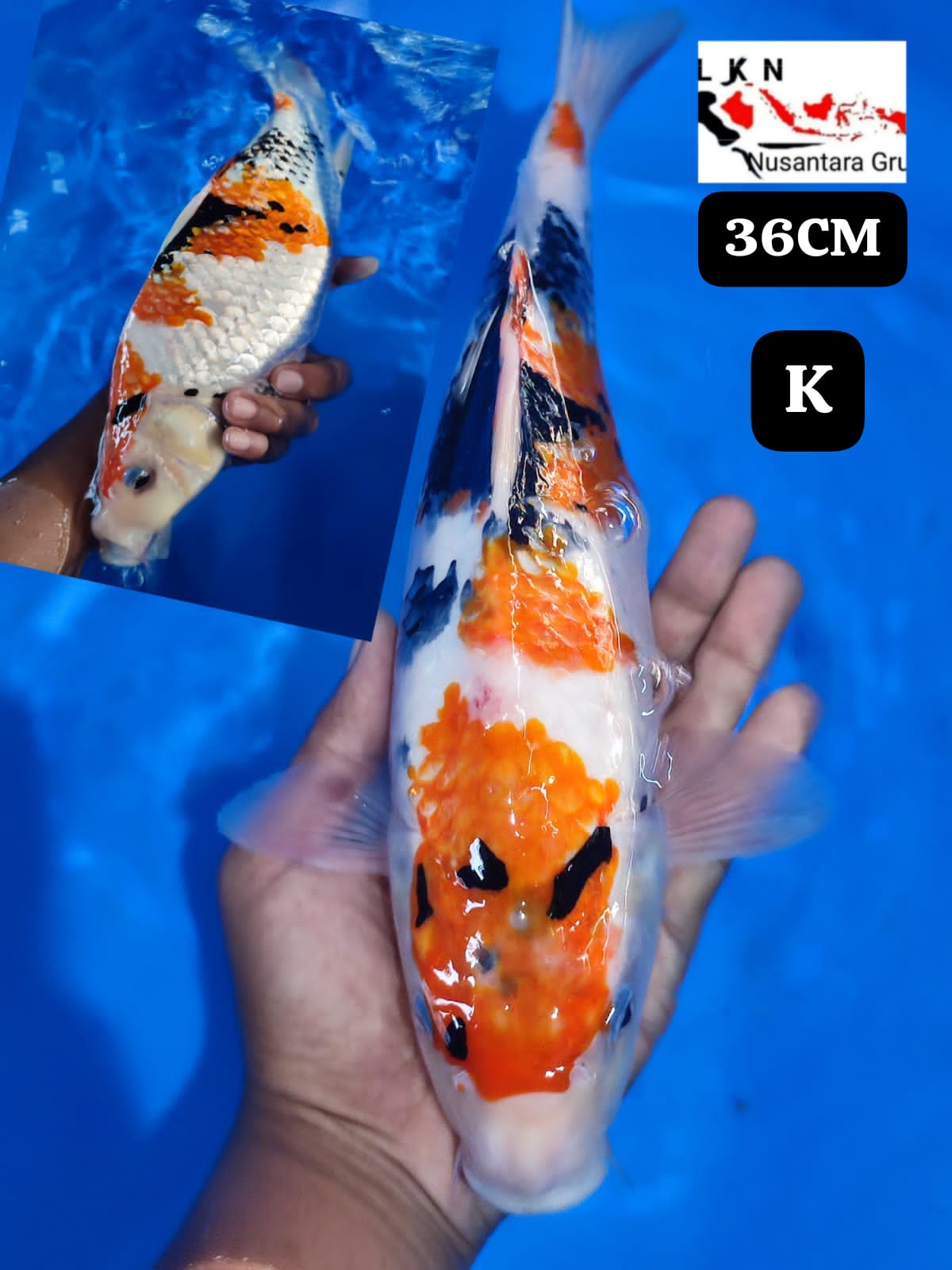 SHOWA ORIGINAL IKAN TITIPAN LOKASI BLITAR 36cm