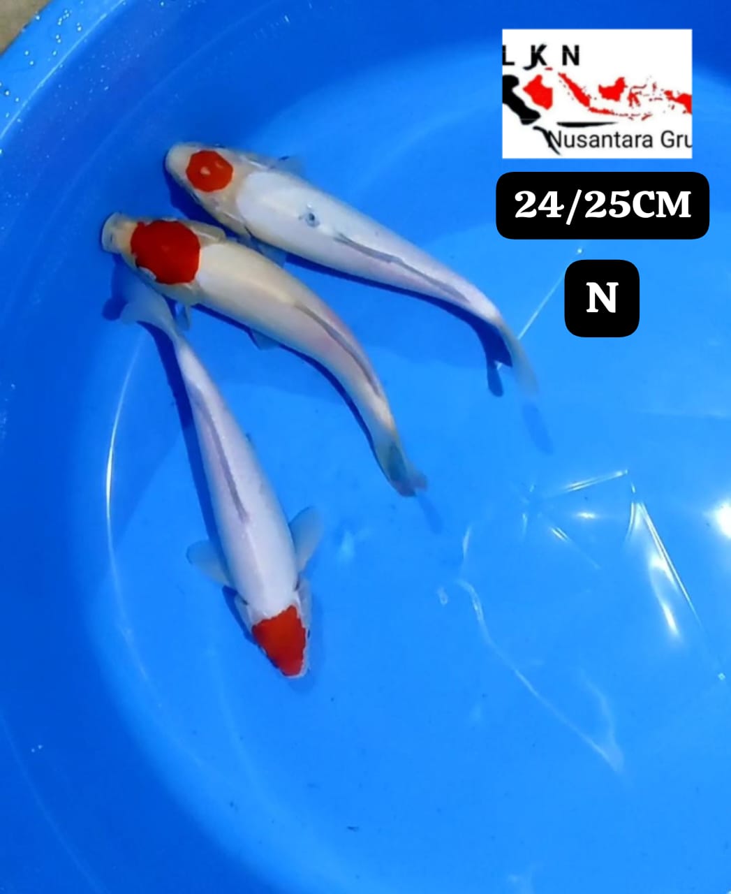 PKT 3 EKOR THANCO CALON LAYAK DI BESARKAN IKAN TITIPAN DARI LOKASI BLITAR 2425cm