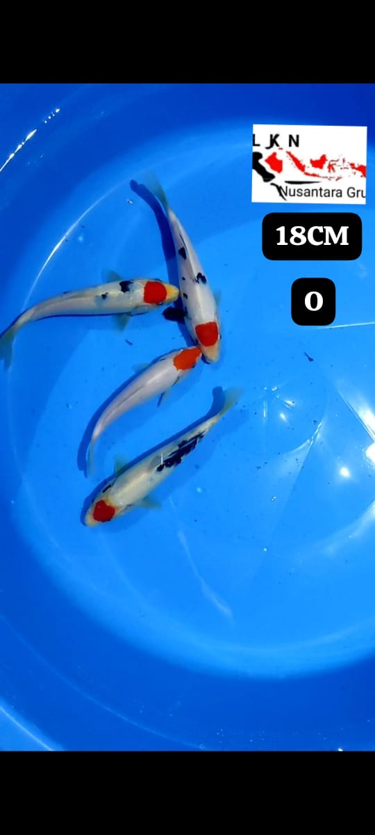 PKT MINION 4 EKOR THANCO CALON LAYAK DI BESARKAN IKAN TITIPAN DARI LOKASI BLITAR 18cm