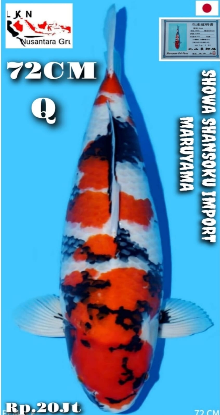 SHOWA IMPORT MARUYAMA JAPAN FEMALE SUPER JUMBO IKAN KELAS SULTAN IKAN TITIPAN DARI BANDUNG 72cm