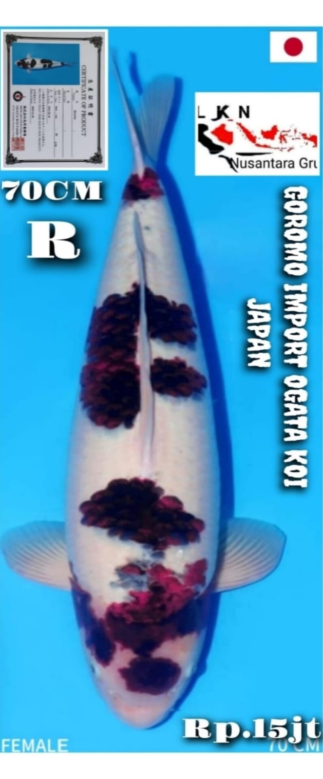 GOROMO IMPORT OGATA JAPAN SUPER JUMBO ISTIMEWA IKAN KELAS SULTAN IKAN TITIPAN BANDUNG 70cm