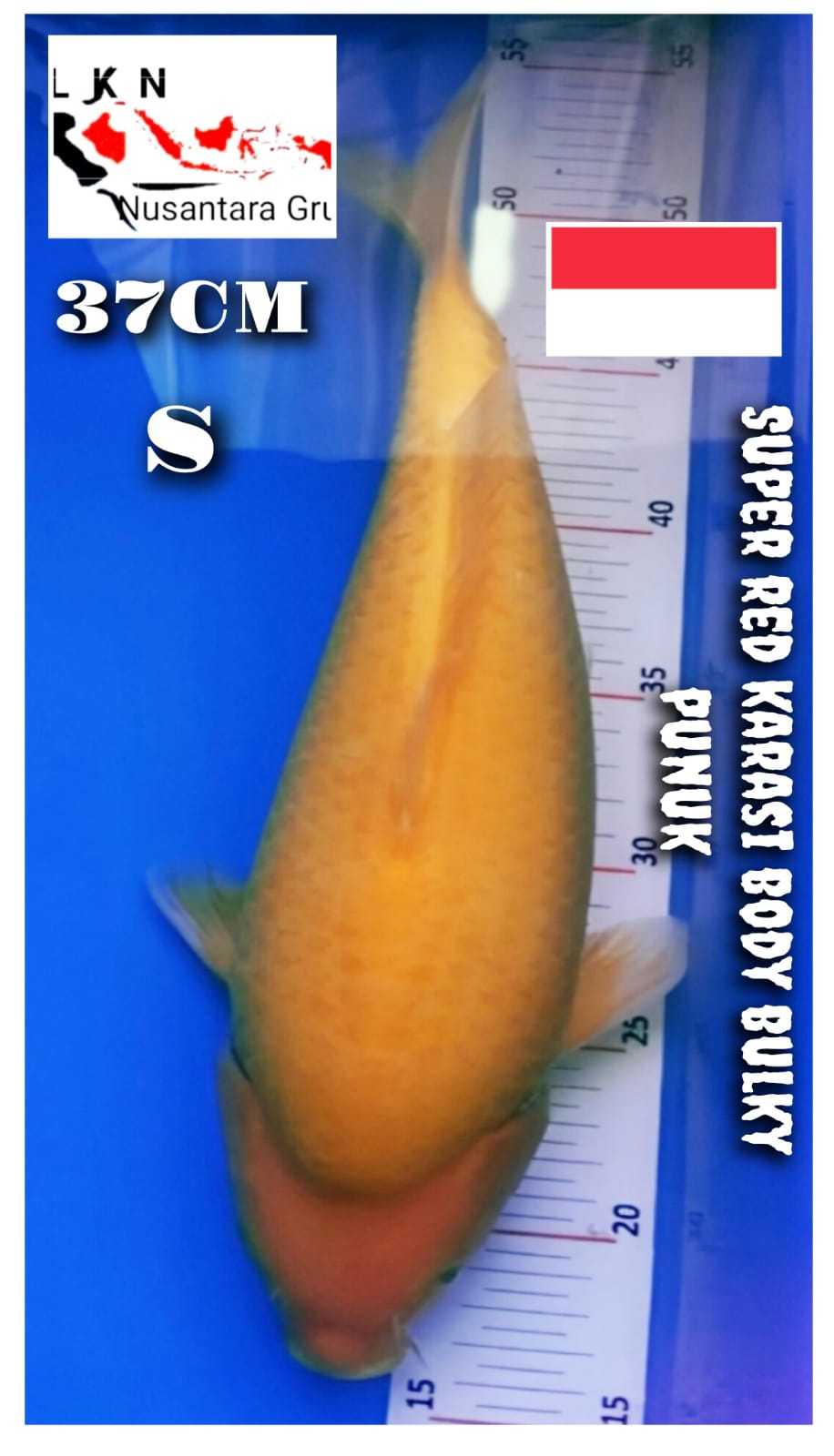 SUPER RED KARASYI BODY BADAK IKAN LOKASI BOJONEGORO 37cm