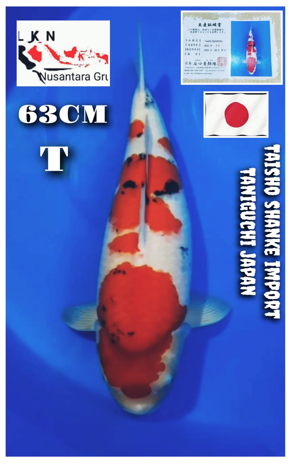 TAISHO SHANKE IMPORT TANIGUCHI JUMBO IKAN TITIPAN OWNER BANDUNG 63cm