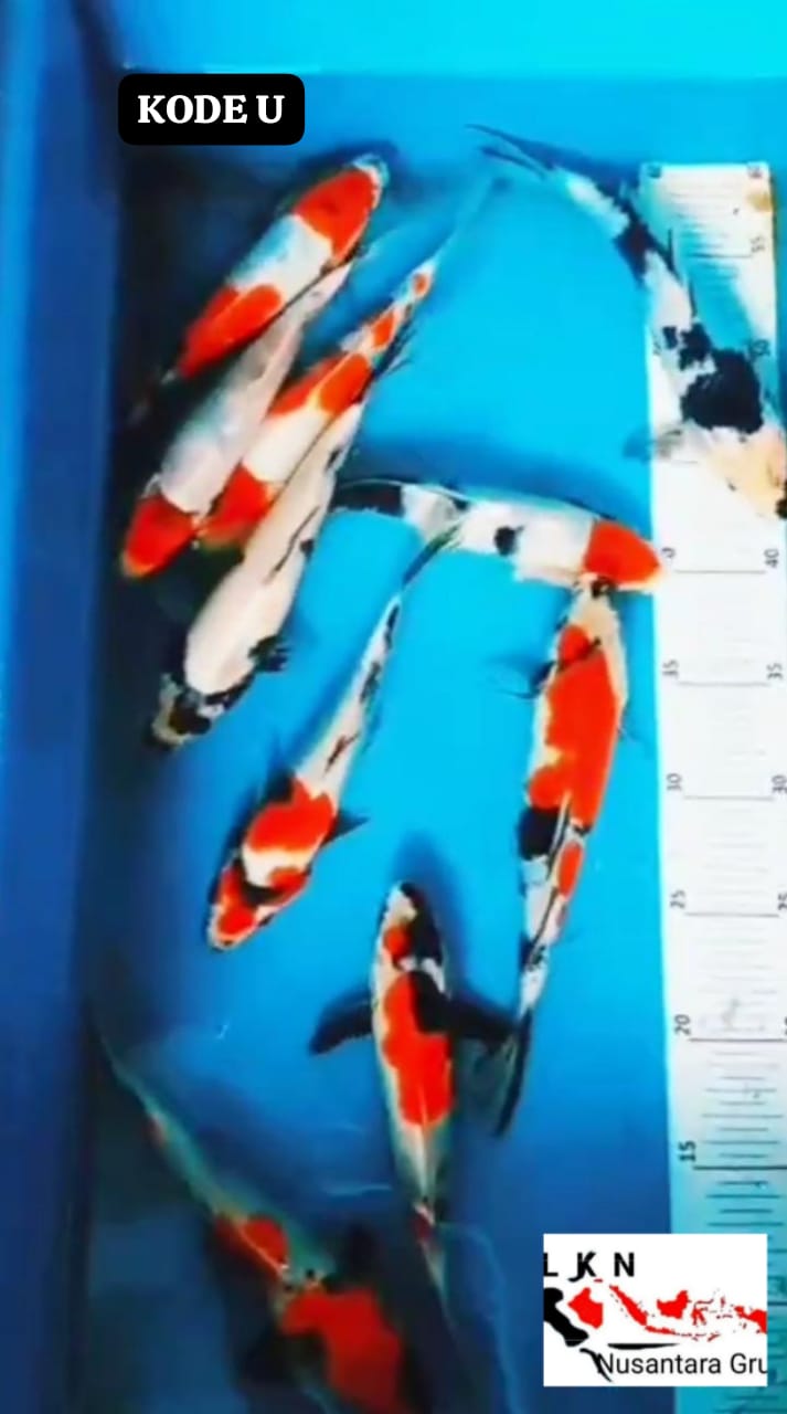 PKT 10 EKOR SHOWA SHIRO LOKASI IKAN DI BOJONEGORO 222324cm