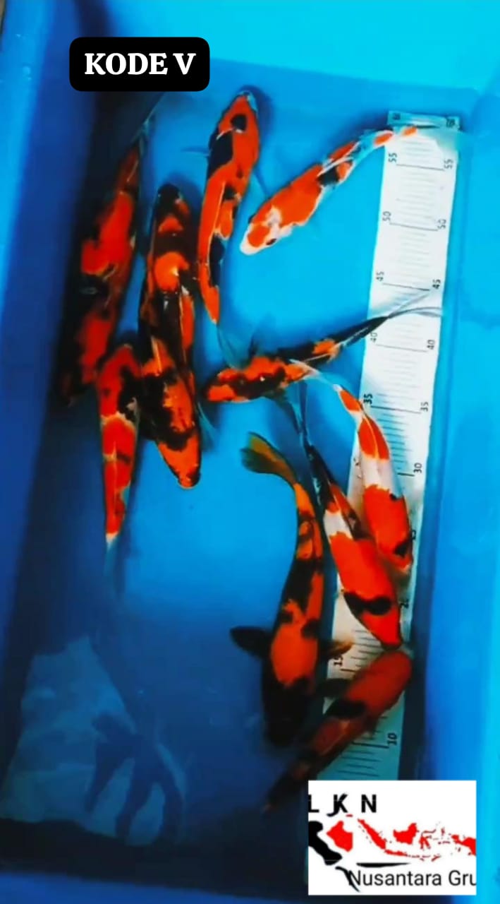 PKT 12 EKOR SHOWA DAN HIUTSURI IKAN LOKASI BOJONEGORO 272023cm