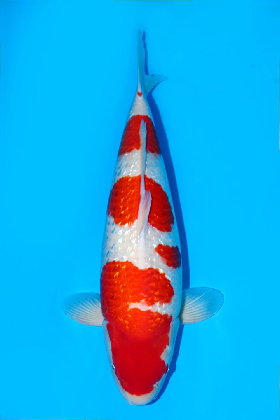 KOHAKU GINRIN SQ MOMOTARO60cm