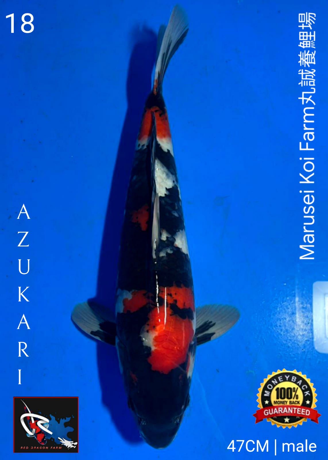 JAPAN NISAI SHOWA MARUSEI 47cm