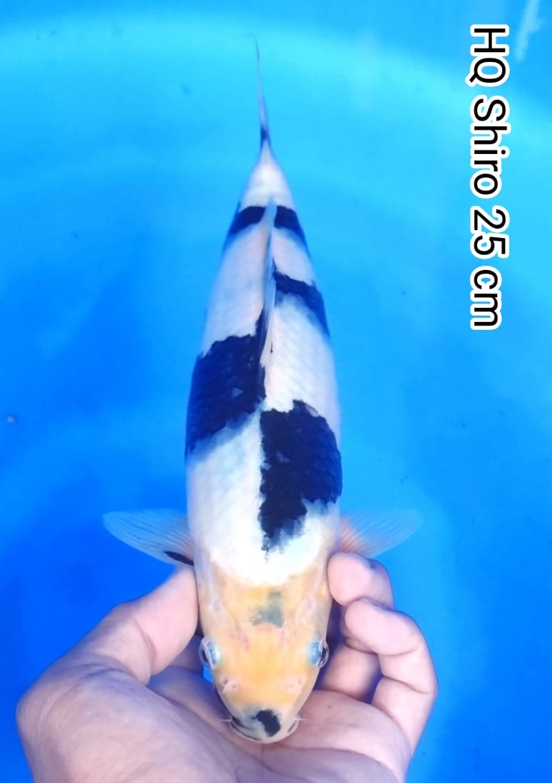 HQ SHIRO POLA PAPAN CATUR 25cm