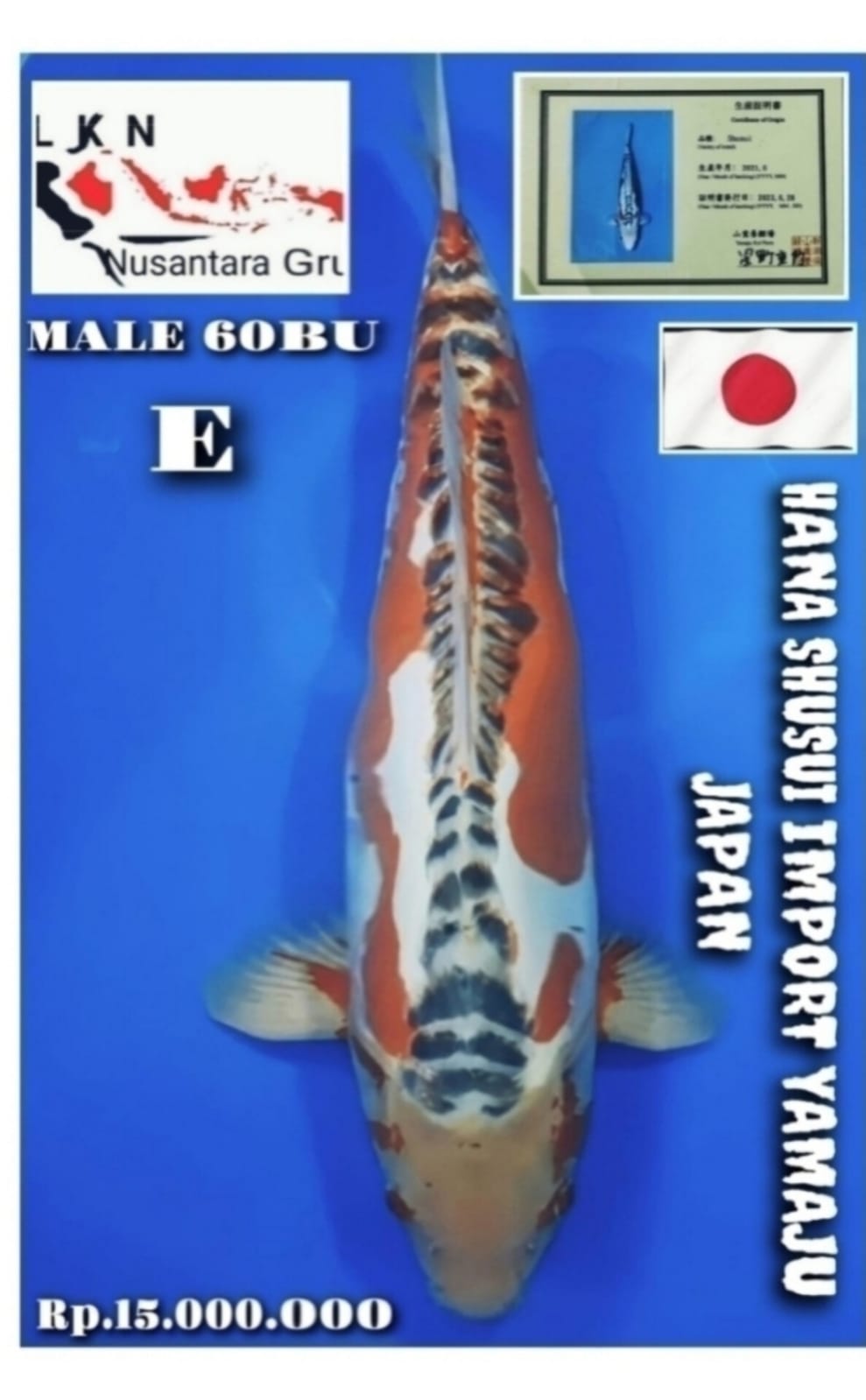 HANA SHUSUI MALE IMPORT YAMAJU KOI JAPAN JUMBO IKAN KELAS SULTAN ISTIMEWA IKAN TITIPAN DI BANDUNG JAWA BARAT 60BU 58cm
