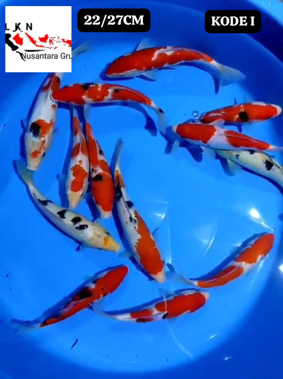 MIX 13 EKOR CALON CALON PENGHUNI KOLAM ANDA DI RUMAH IKAN TITIPAN DARI OWNER BLITAR 2227cm