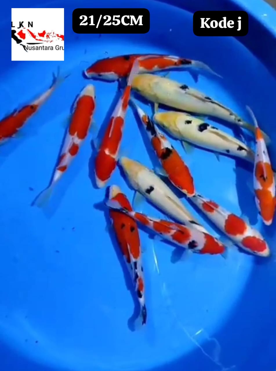 MIX 12 EKOR CALON CALON PENGHUNI KOLAM ANDA DI RUMAH IKAN TITIPAN DARI OWNER BLITAR 2125cm