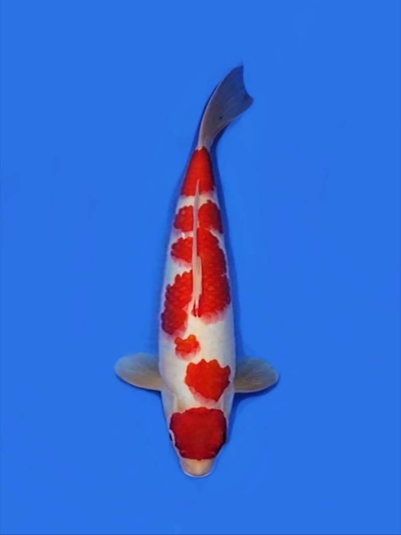 KOHAKU 32cm