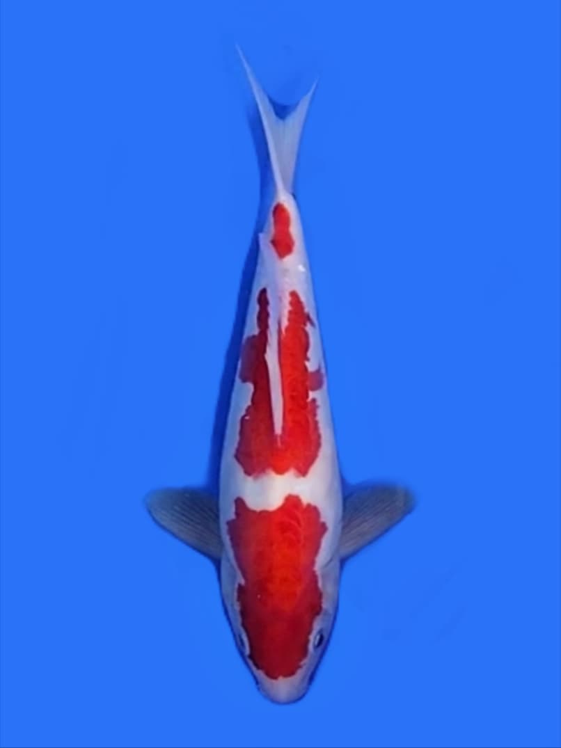 KOHAKU 27cm