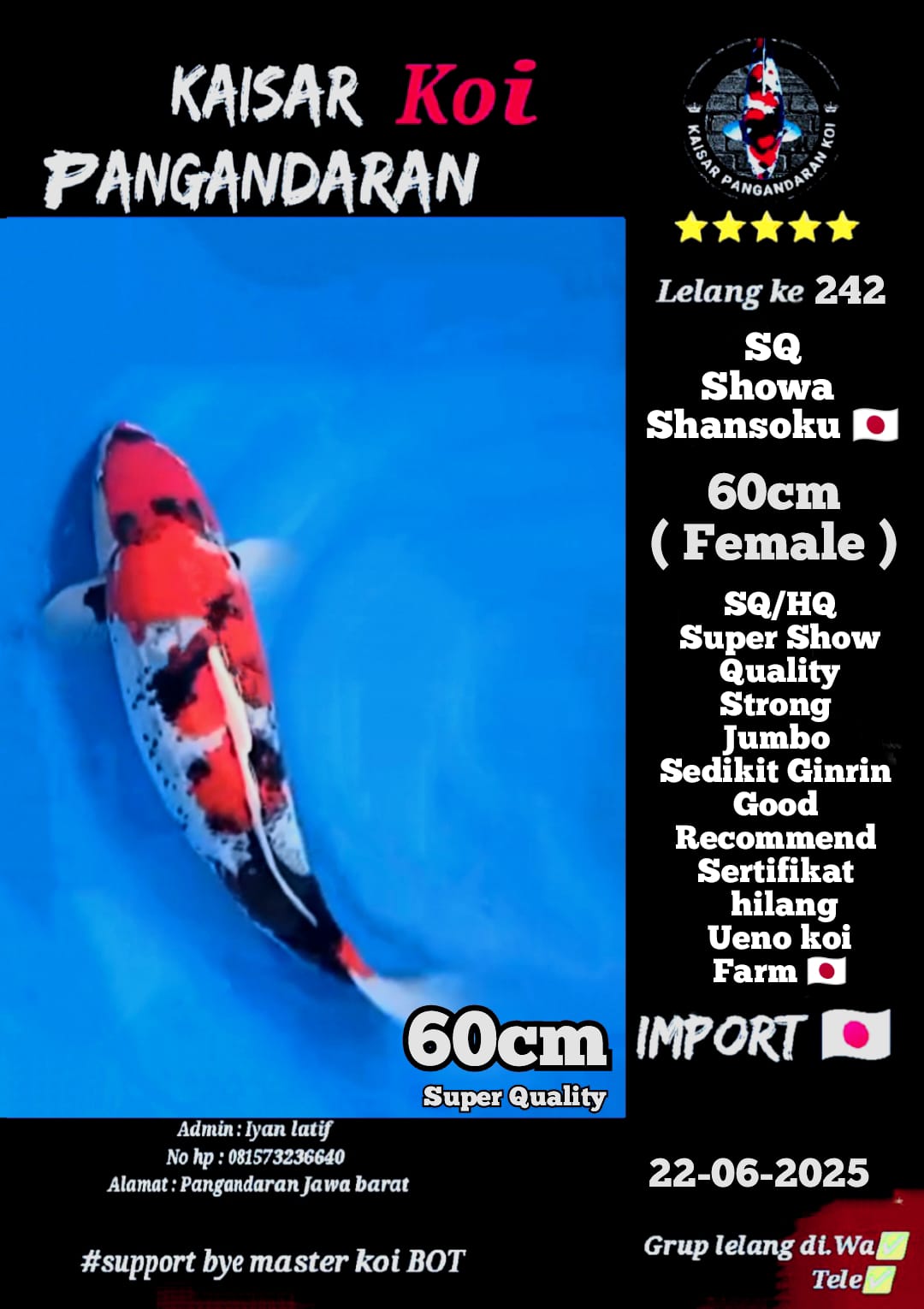 SHOWA SHANSOKU ADA GINRIN SEDIKIT IMPORT UENO KOI FARM 60cm