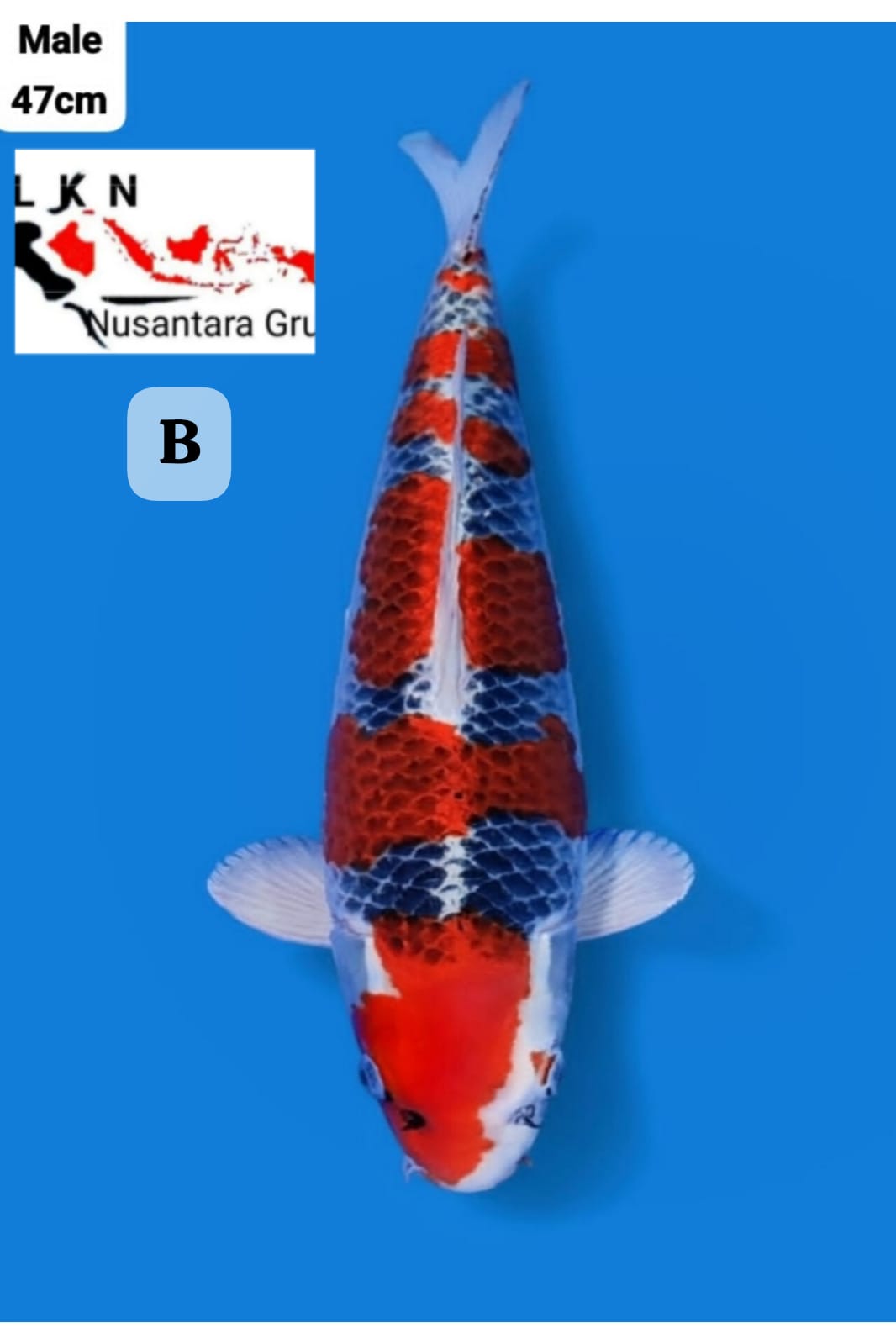 SUPER GHOSIKI MALE IKAN KELAS SULTAN ISTIMEWA IKAN TITIPAN OWNER BLITAR 47cm