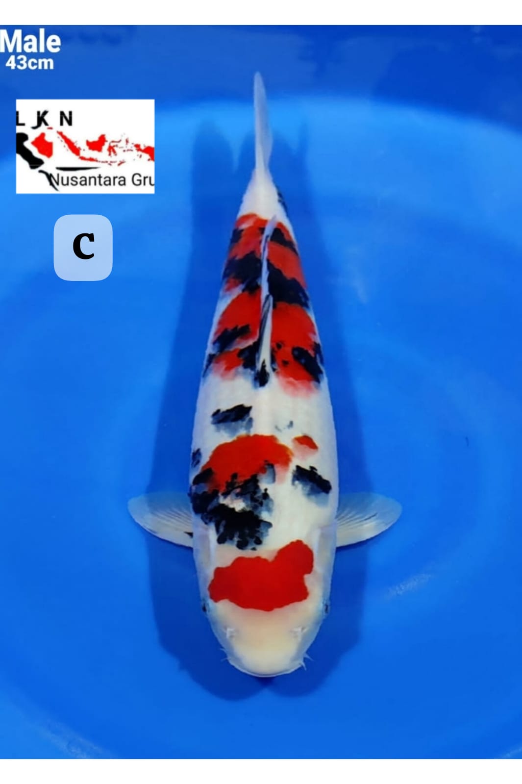 SUPER TAISHO SHANKE MALE IKAN KELAS SULTAN ISTIMEWA IKAN TITIPAN OWNER BLITAR 43cm