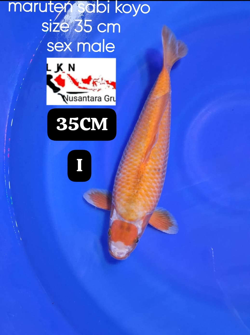 SUPER SABIKOYO MALE ISTIMEWA IKAN TITIPAN OWNER BLITAR 35cm