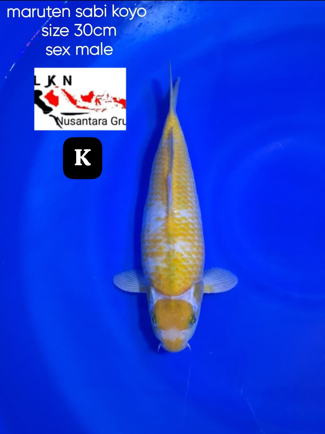 SUPER MARUTEN SABIKOYO MALE ISTIMEWA IKAN TITIPAN OWNER BLITAR 30cm