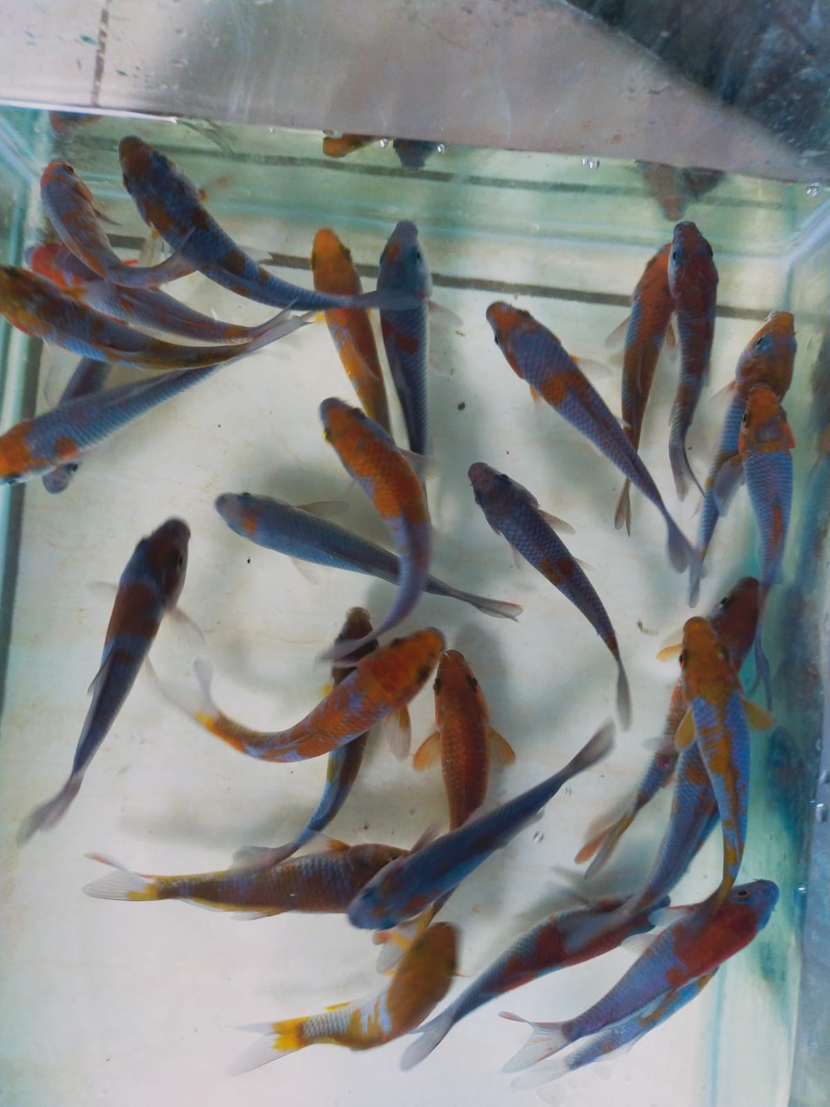 PKT BABY KOI OCHIBA ADA 30 EKOR LOKASI BOJONEGORO 812cm