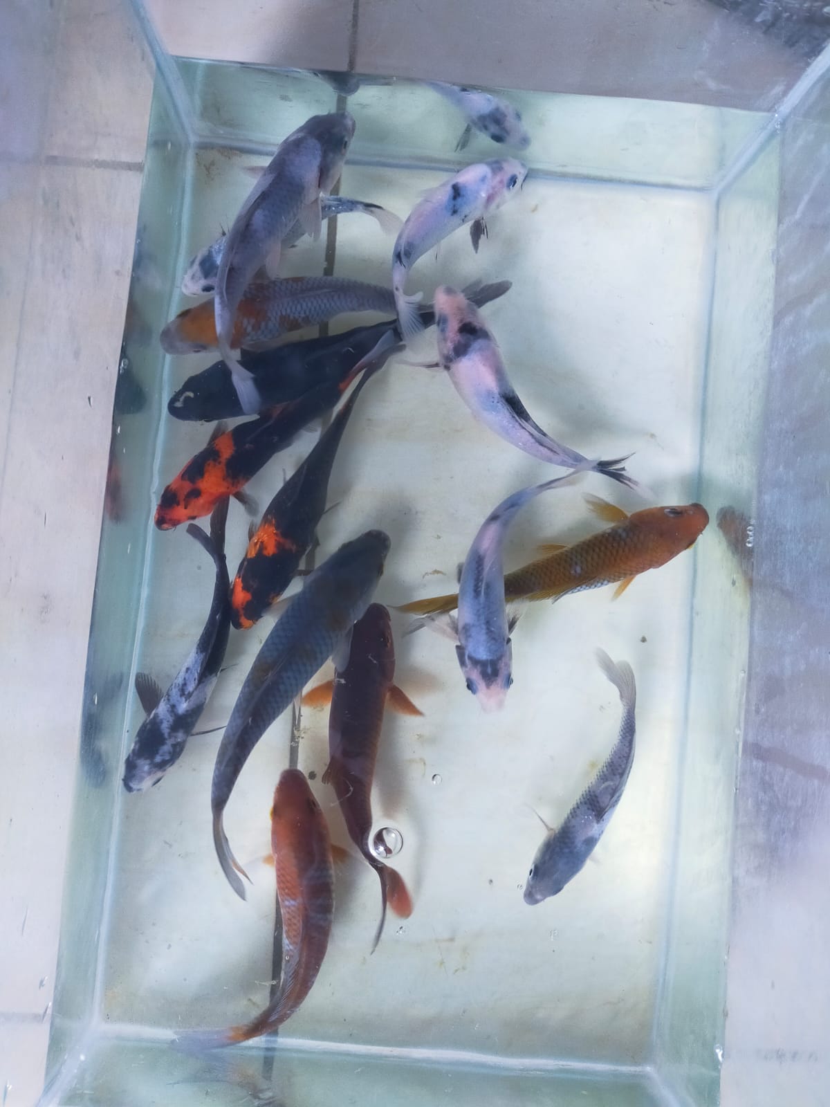 PKT 15 EKOR MINION SHIRO OCHIBA CAGOI KARASYUGOI HIUTSURI LOKASI IKAN DI BOJONEGORO 1218cm