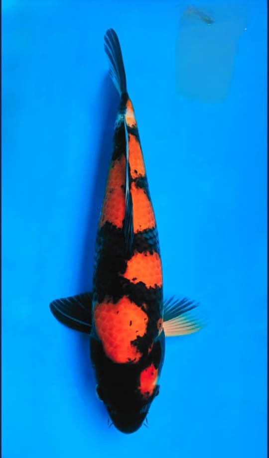 HI SHOWA 38cm