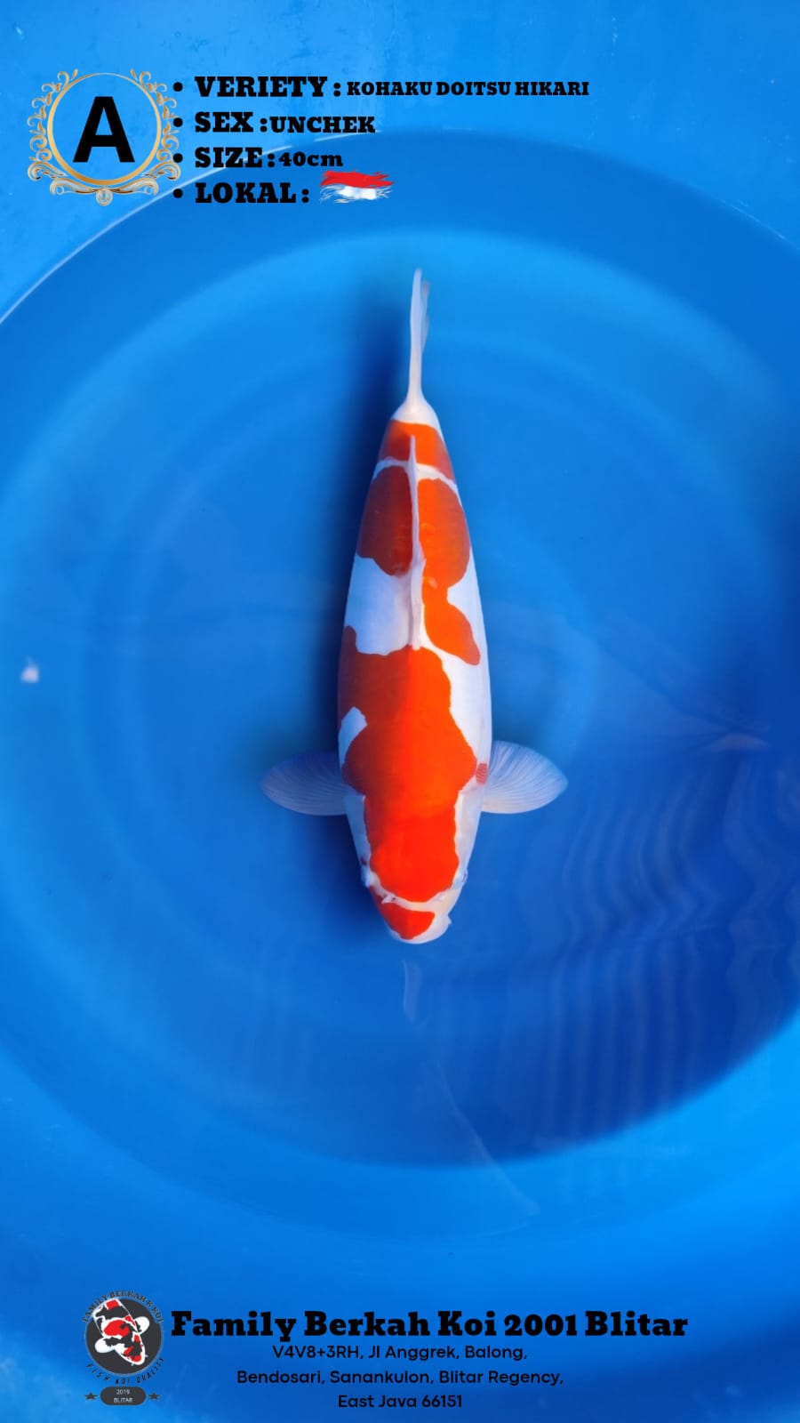KOHAKU HIKARI DOITSU 40cm