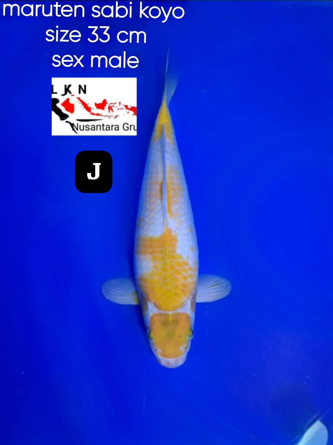SUPER SABIKOYO MALE ISTIMEWA IKAN TITIPAN OWNER BLITAR 33cm