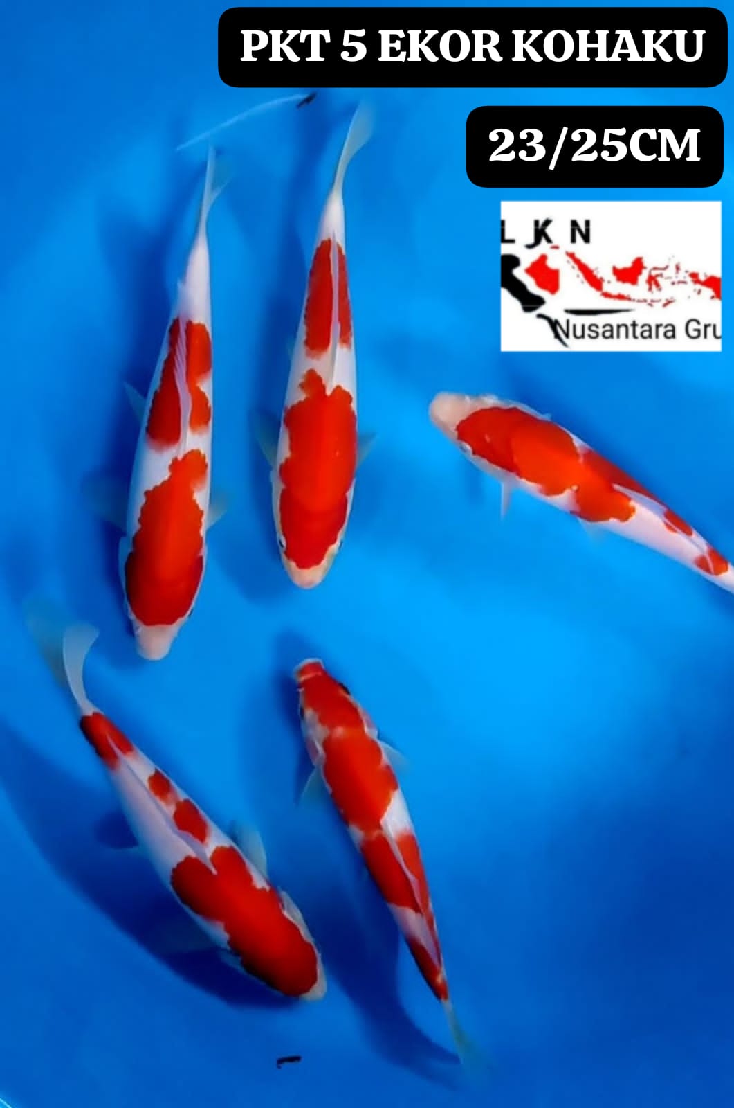 PKT 5 EKOR KOHAKU ORIGINAL LOKASI IKAN DI BLITAR 2325cm