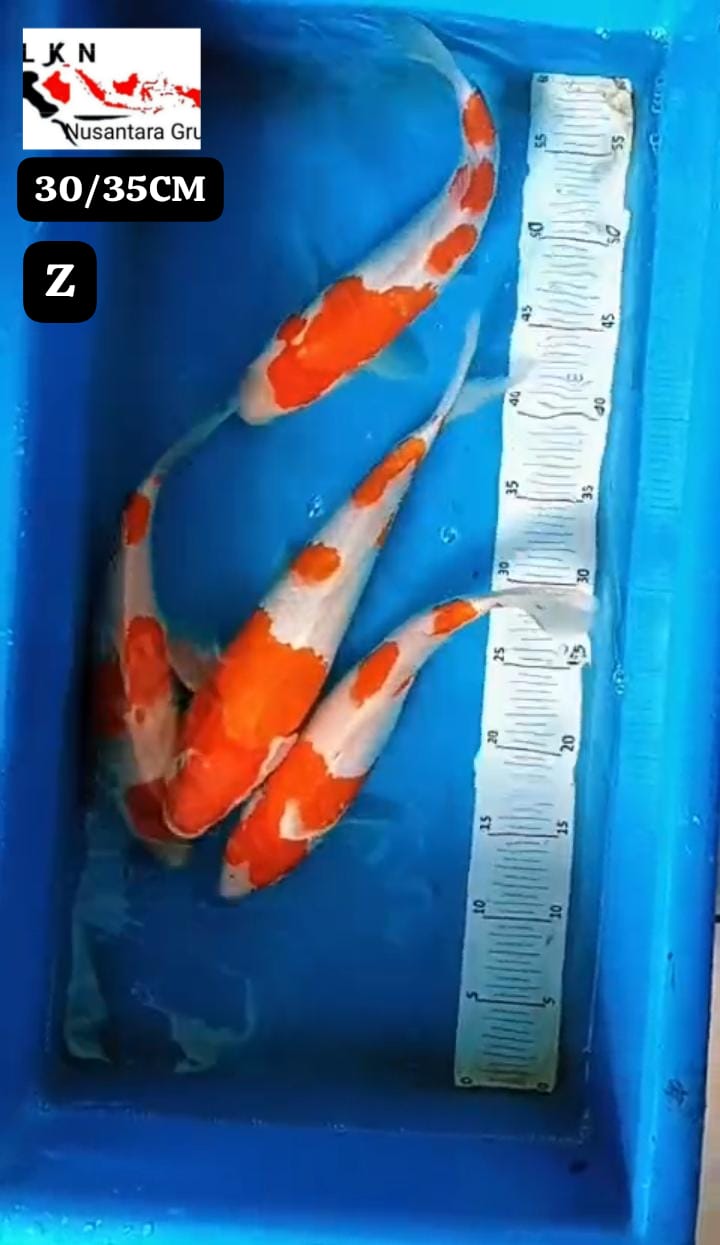 PKT 4 EKOR KOHAKU BODYBULKY ORIGINAL LOKASI IKAN DI BOJONEGORO 3035cm