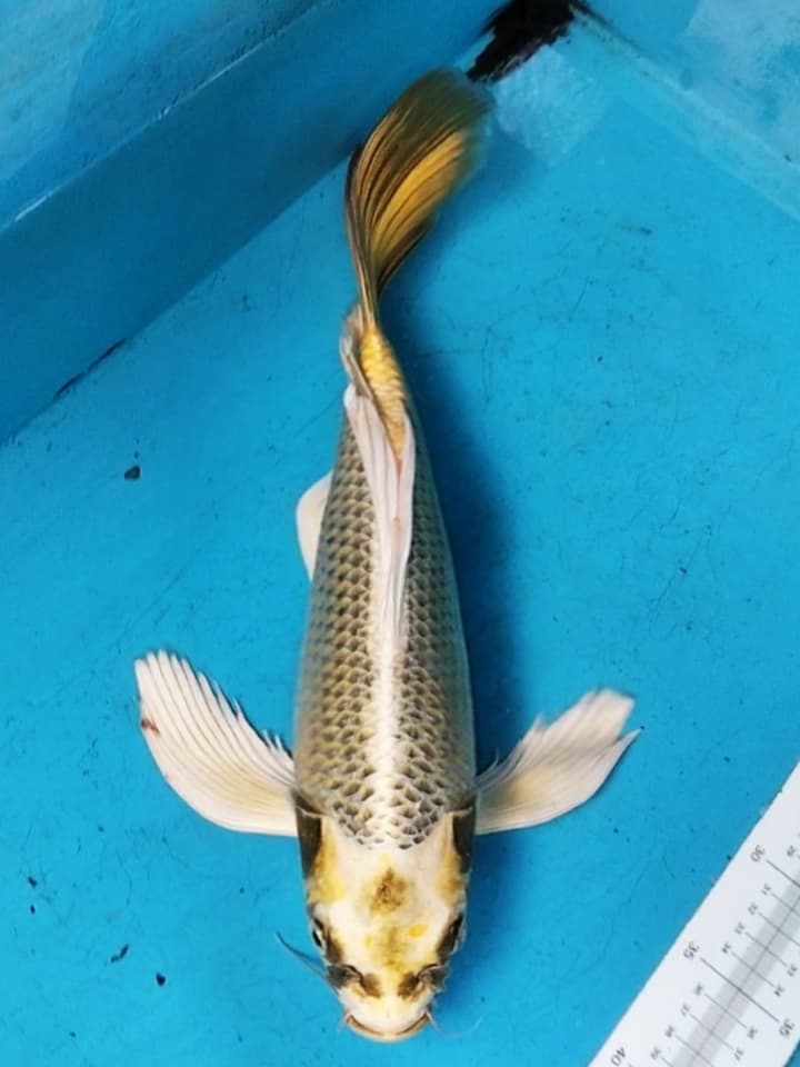 KUMPAY SLAYER MUKASI 40cm